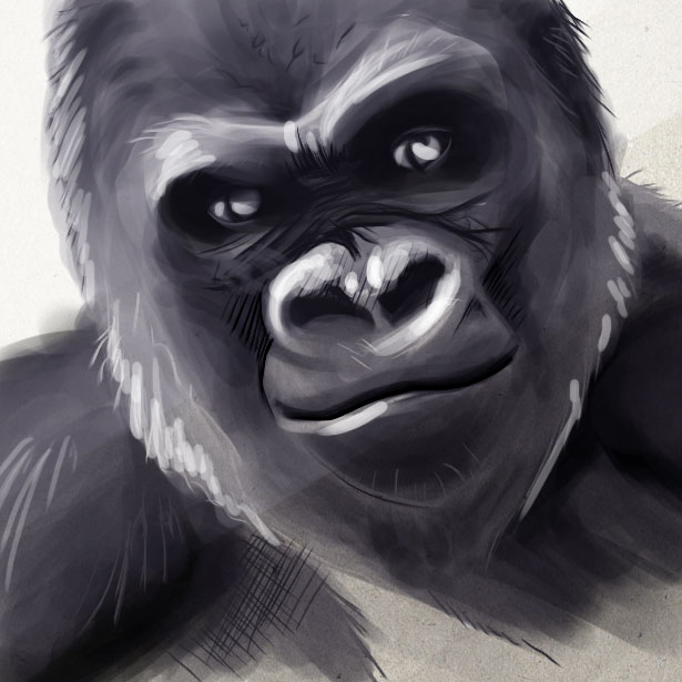 Etude du monde animal